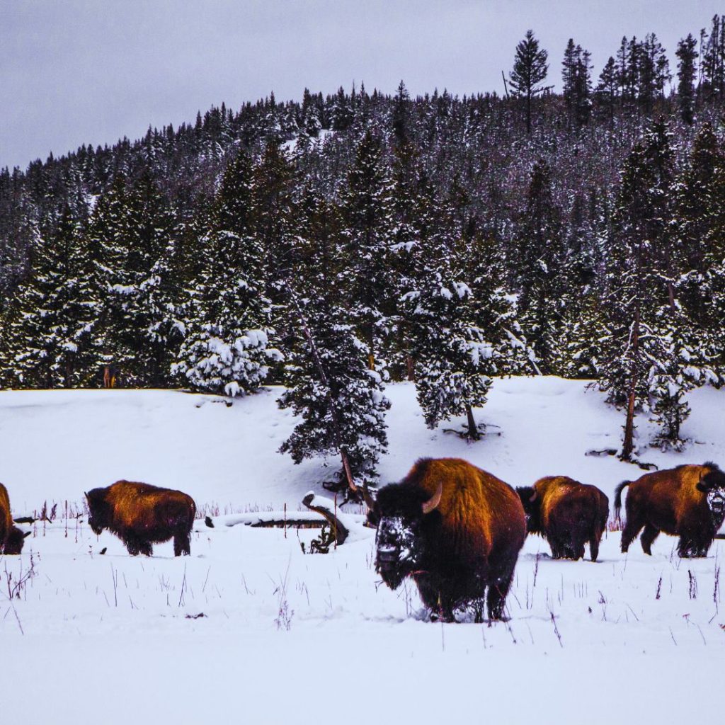 bison standing in the snow in Yellowstone National Park