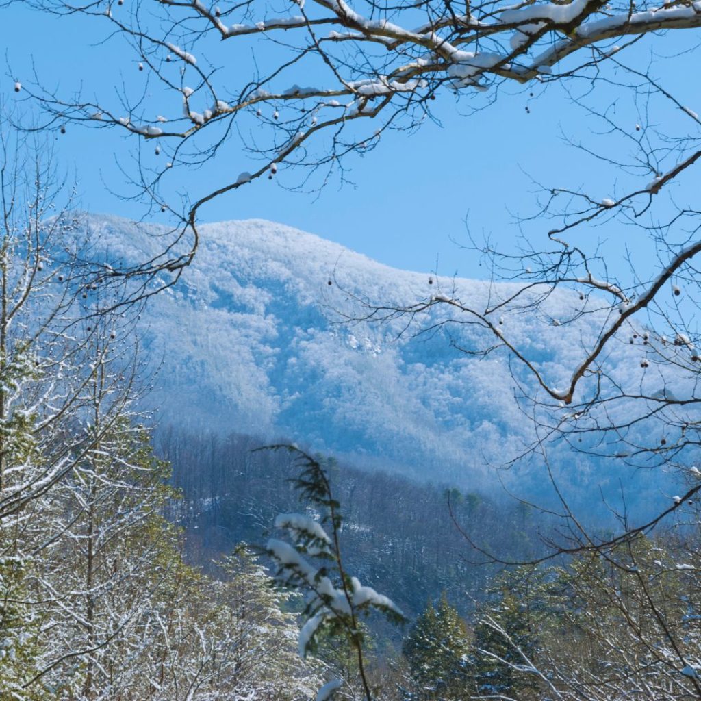 view through the snowy branches of a mountain in the distance